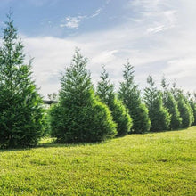 Thuja trees forming a row along a grassy yard