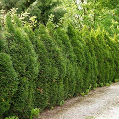 Thuja 1-2 ft, 8-pack
