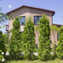 Thuja trees planted near a building with multiple windows