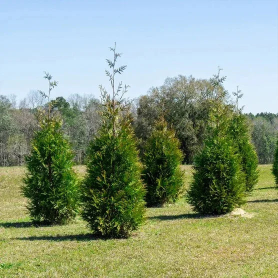 Thuja 1-2 ft, 8-pack