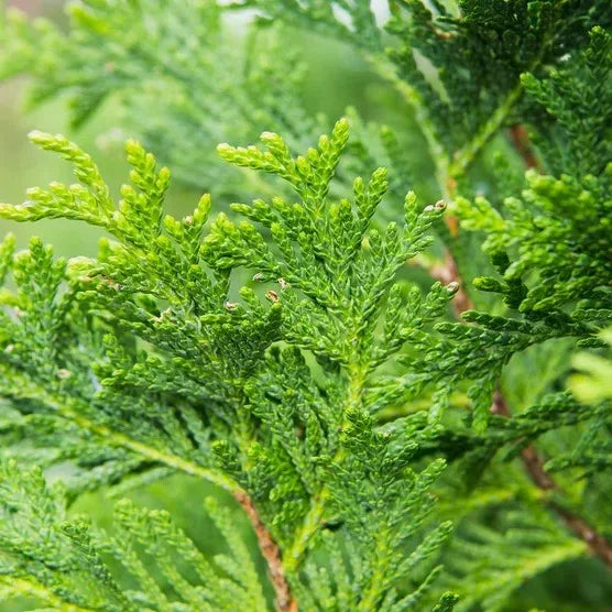 Thuja 1-2 ft, 8-pack