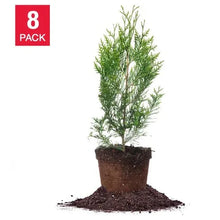 Thuja tree in pot with dark soil and green foliage