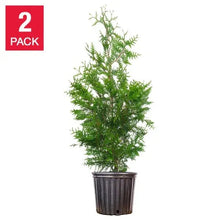 Thuja Green Giant evergreen tree in black plastic pot
