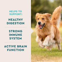 Golden retriever with a multivitamin benefits text panel beside it