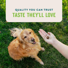 Golden dog sitting on grass with a hand reaching toward it