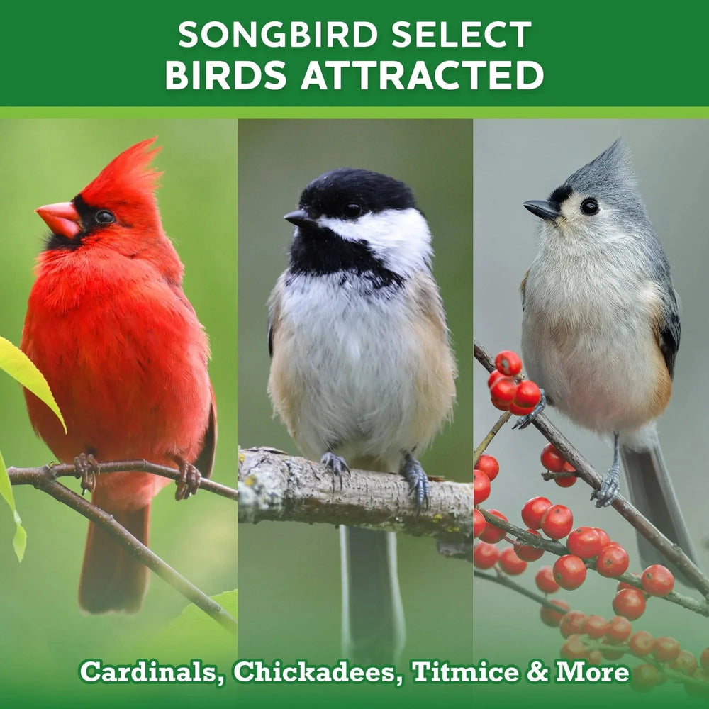 Vibrant Life Songbird Select Wild Bird Seed, 20 lb Bag - USA MEGA SHOP