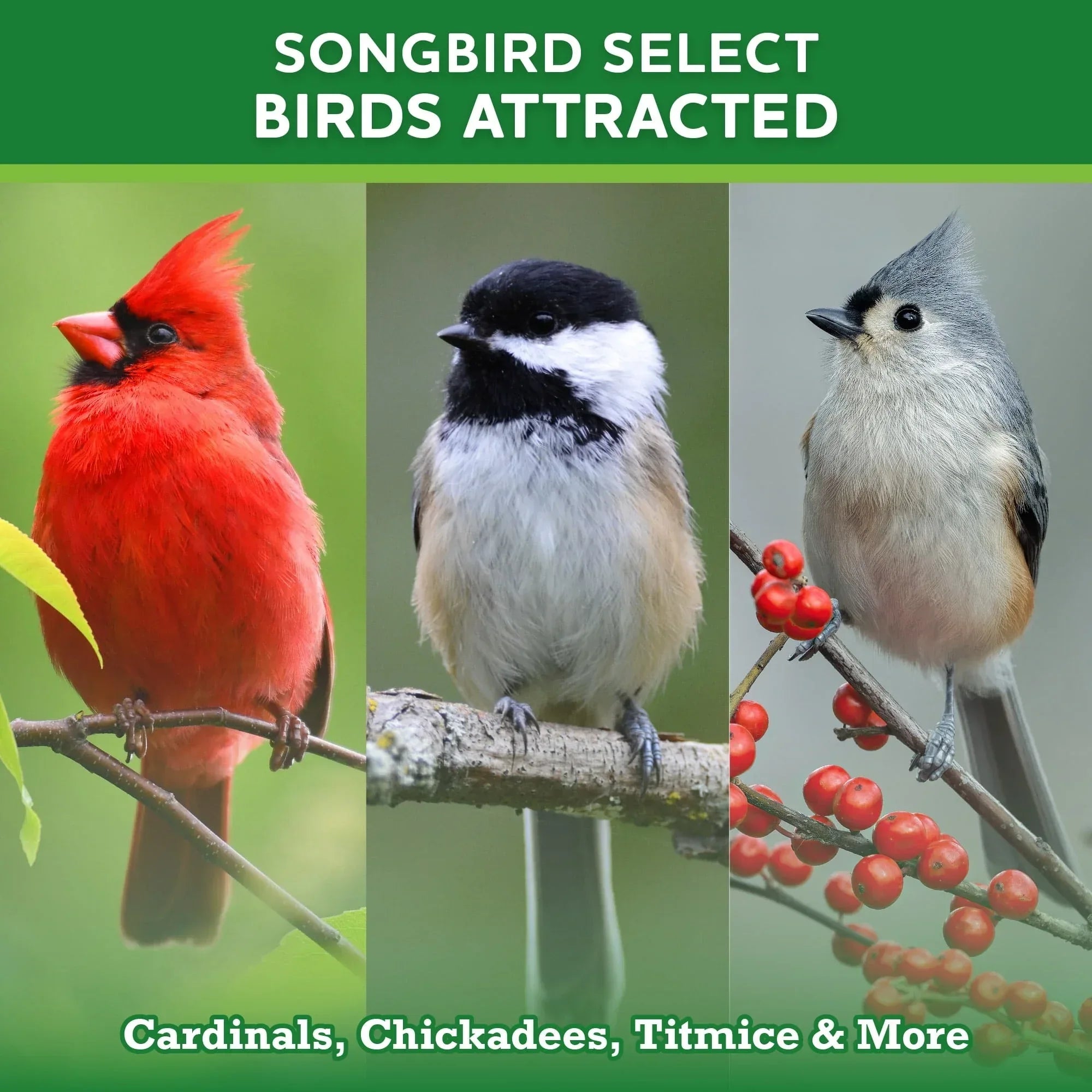 Vibrant Life Songbird Select Wild Bird Seed, 20 lb Bag