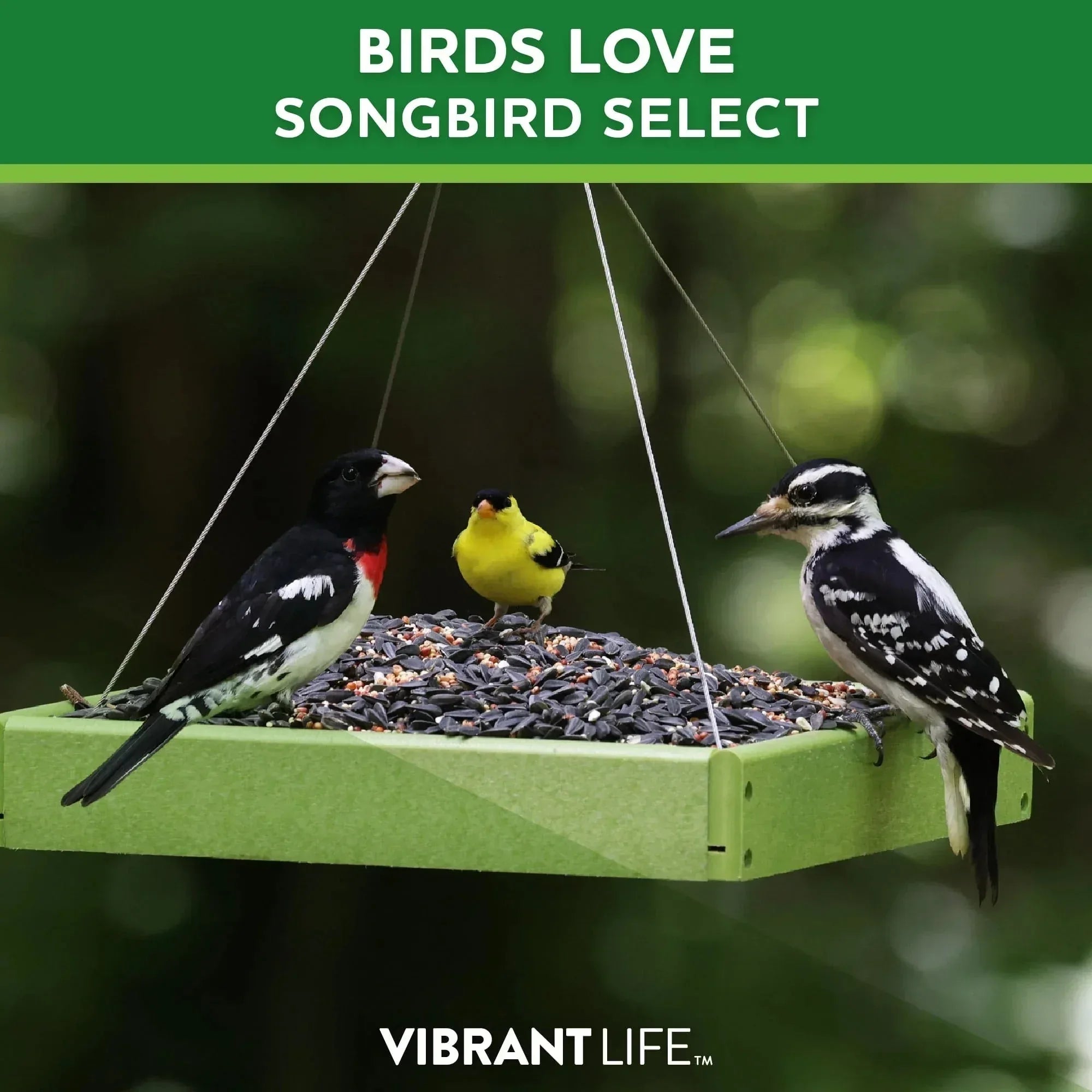 Vibrant Life Songbird Select Wild Bird Seed, 20 lb Bag - USA MEGA SHOP