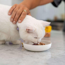 White cat eating wet cat food from a white bowl, with a hand nearby