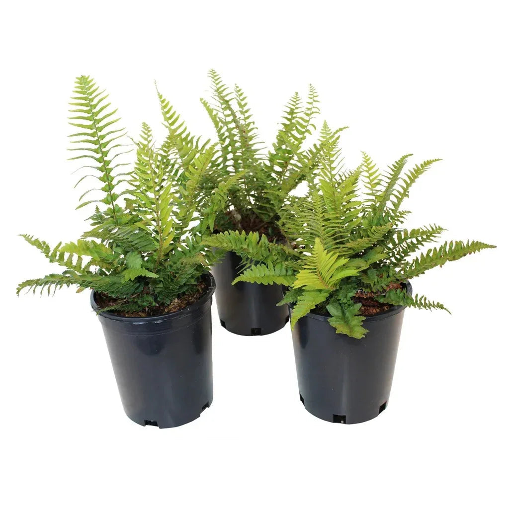 Western Sword Fern, 3-pack