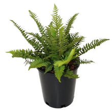 Potted Western sword fern with bright green fronds in a black plastic pot