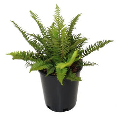 Western Sword Fern, 3-pack