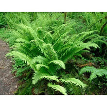 Western sword fern with dense green fronds growing in outdoor soil