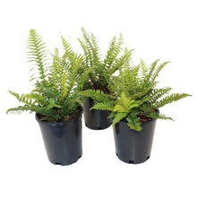 Western sword fern 3-pack in black plastic pots with green arching fronds