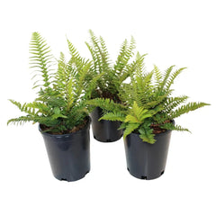 Western Sword Fern, 3-pack