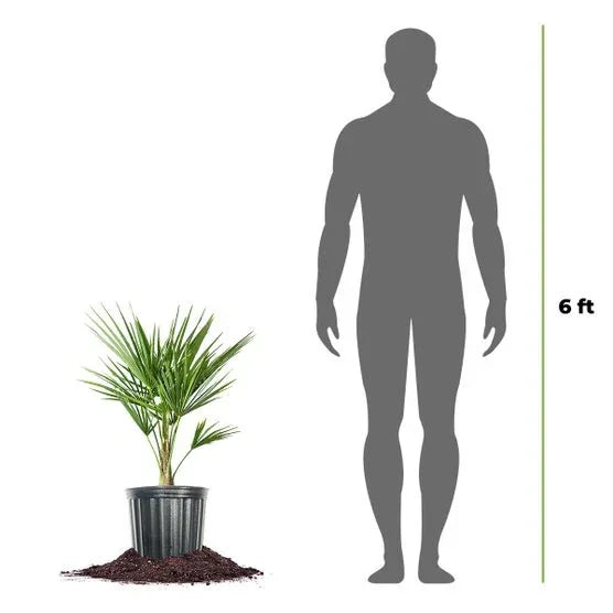 Windmill Palm Tree, 2-pack