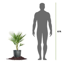 Windmill palm tree in gray planter beside 6 ft height figure