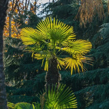 Windmill palm tree fronds with fan-shaped green leaves