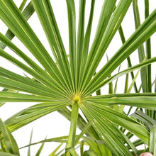 Windmill palm tree fan leaves, bright green with radiating stems