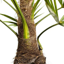 Windmill palm tree trunk base with fibrous brown husk and green stems