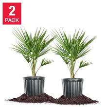 2-pack of windmill palm trees in gray planters with brown soil