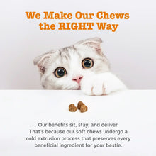 Cat calming bite treats with white-and-gray kitten and small brown chew pieces