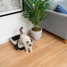Open-top cat litter box with scoop, light blue rim and black pan, cat standing near