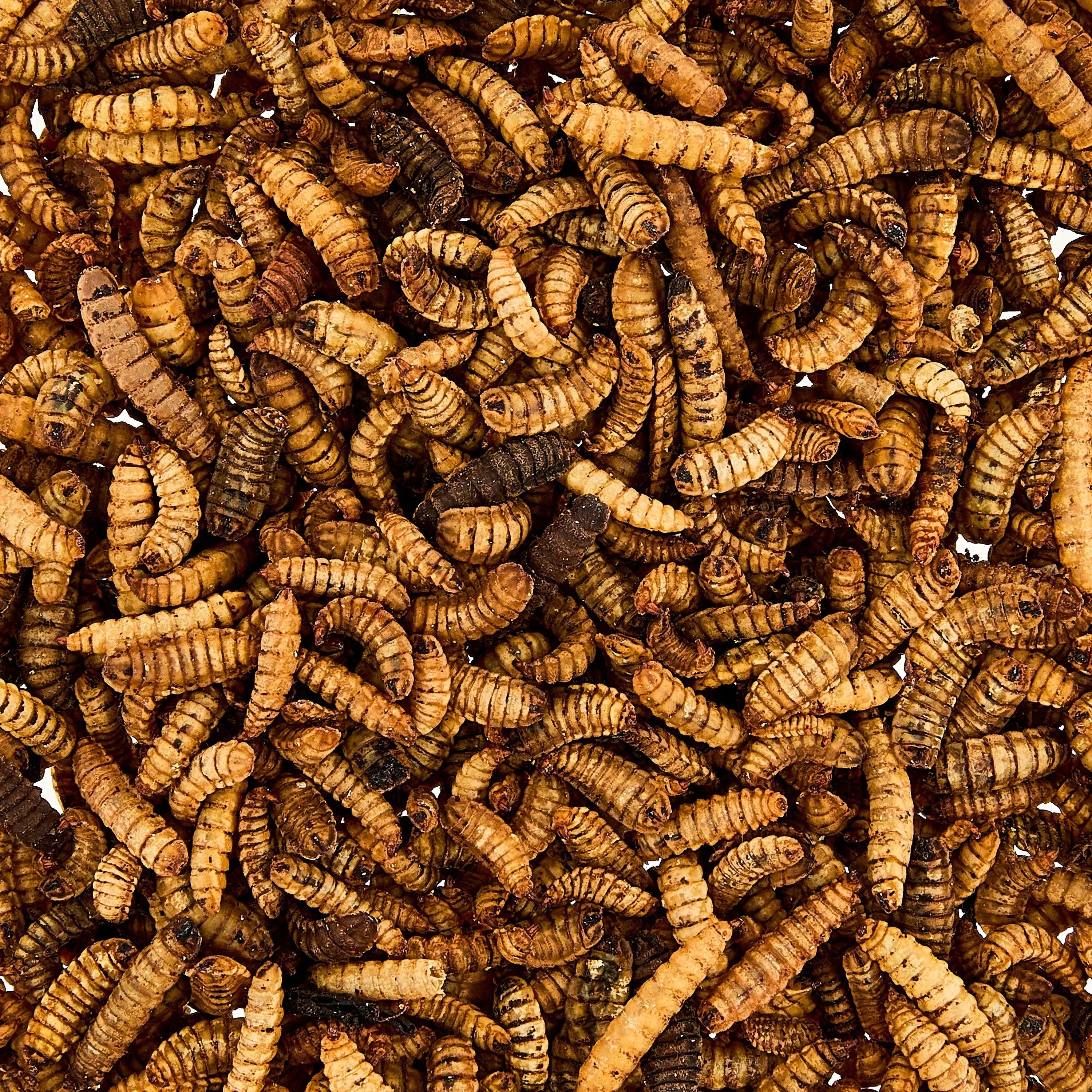 Vibrant Life Dried Soldier Worm Treats for Chickens, 1 lb Bag - USA MEGA SHOP