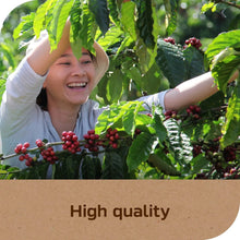Coffee plant with red cherries and a smiling harvester in leafy rows