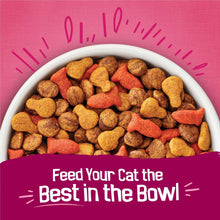 Dry cat food kibble in bowl, orange and brown pieces