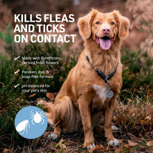 Golden retriever dog outdoors, collar visible with flea & tick icon