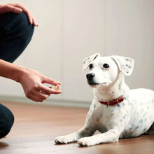 Bone-shaped dog treat offered from a hand to a seated white dog