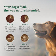 Golden retriever with feeding transition chart showing day 1 to day 10 portions