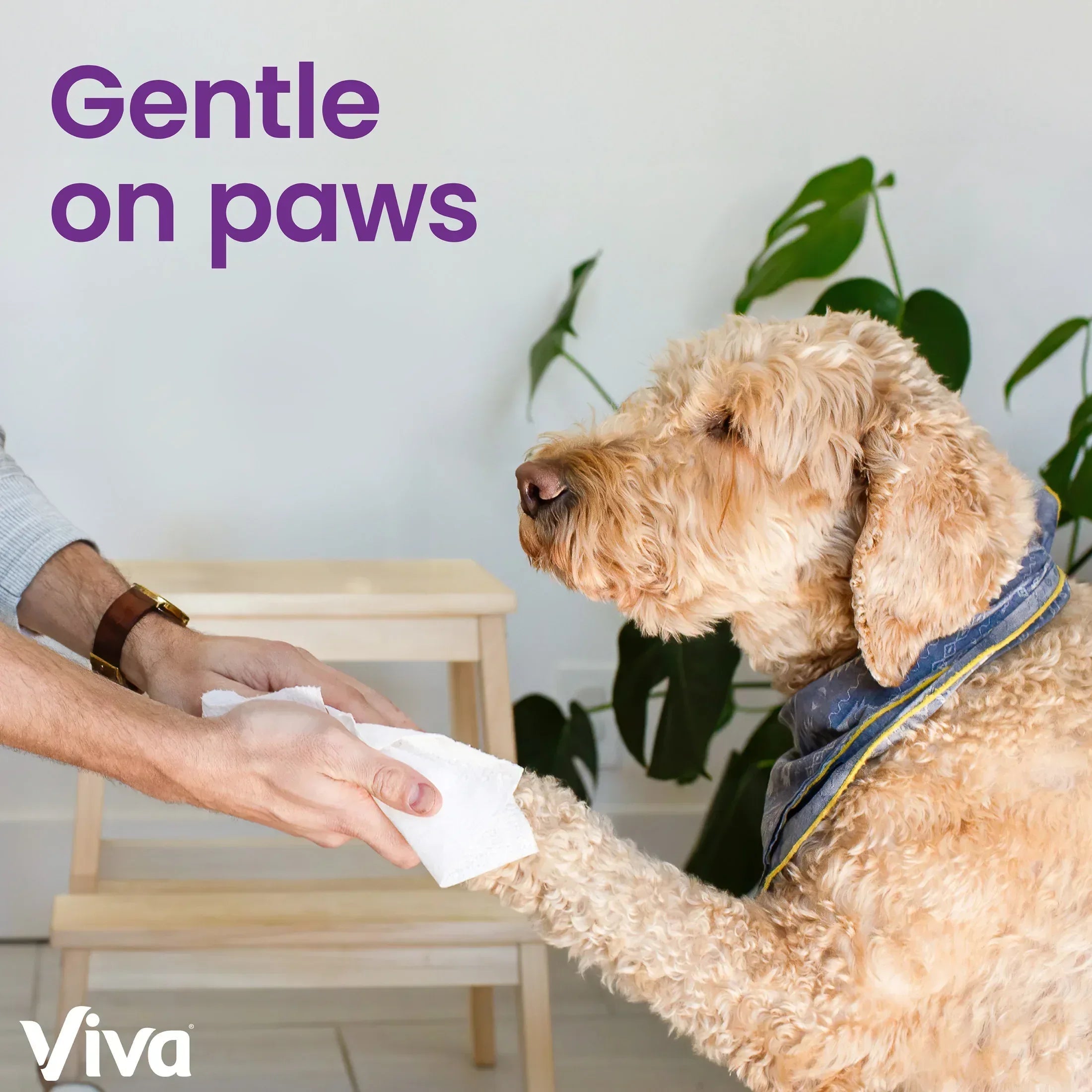 Viva Signature Cloth Paper Towels, 8 Triple Rolls, 129 Sheets per Roll