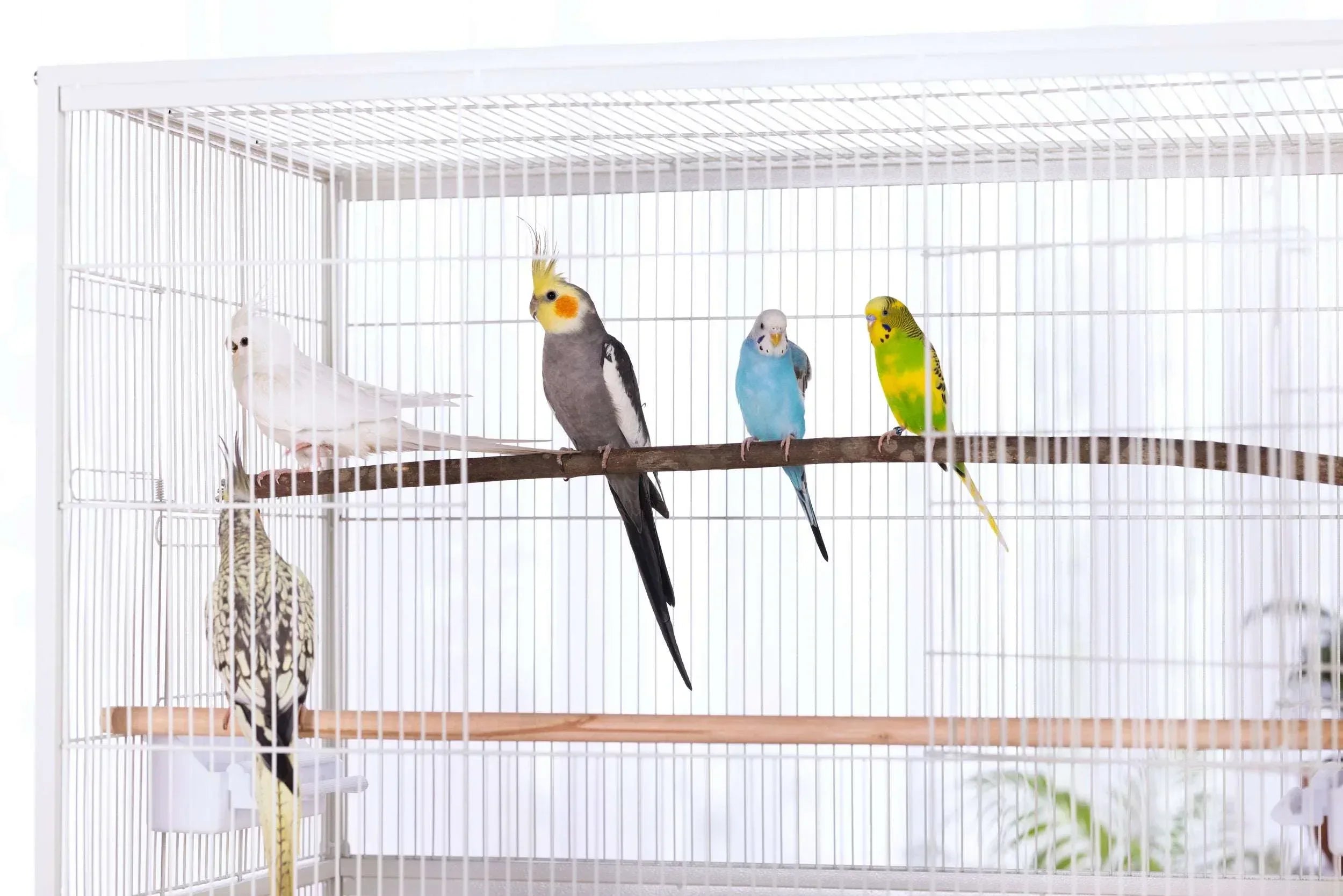 Prevue Pet Products Twisting Sticks Bird Toy with All Natural Coconut Fibers
