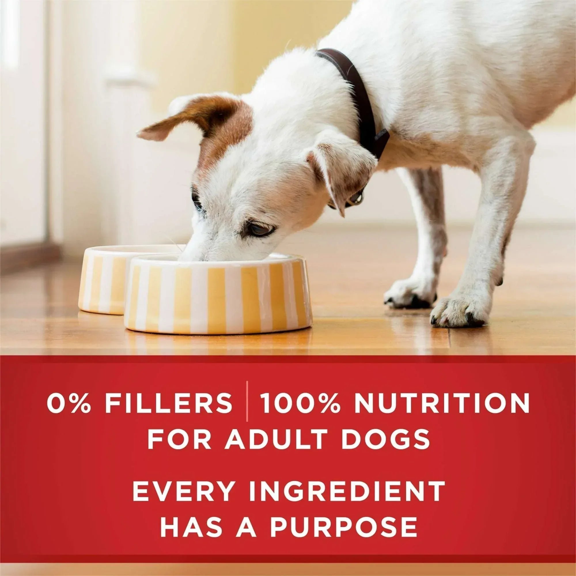 Purina ONE Smart Blend Wet Dog Food, High Protein Soft Chicken & Brown Rice, 13 oz Can