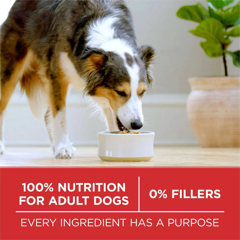 Purina ONE Dry Dog Food Lamb and Rice Formula - USA MEGA SHOP