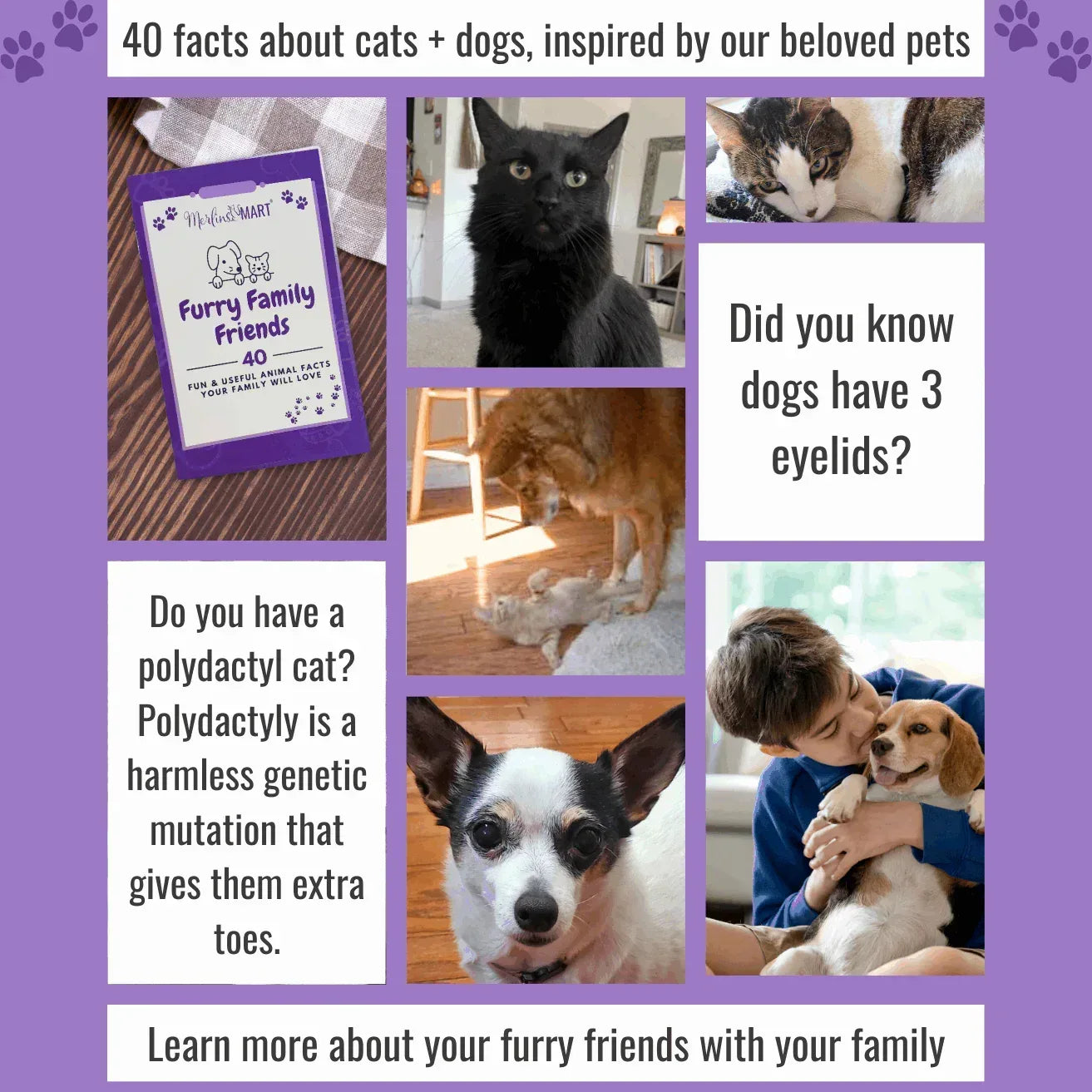 Friskies Lil Soups Adult Cat Food Complement 3 Flavor (2) Each: Sockeye Salmon, Shrimp, Tuna (1.2 Ounces) + MerlinsMart Zine + Catnip Toy