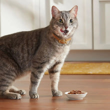 Gray tabby cat beside two white bowls of wet cat food on a wooden floor