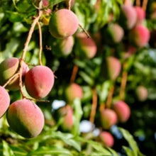 Mango tree fruit clusters with ripe pink and green mangoes