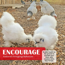 White hens on straw with mealworm and sunflower treat bag outdoors