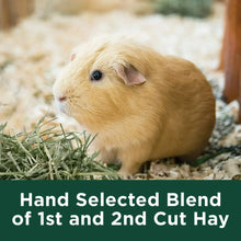 All Natural Timothy Hay with a tan guinea pig eating green hay