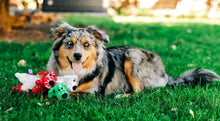 Plush dog loofa toy set with red, green, and white snowflake prints on grass