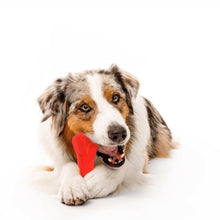 Dog chewing a red toy bone
