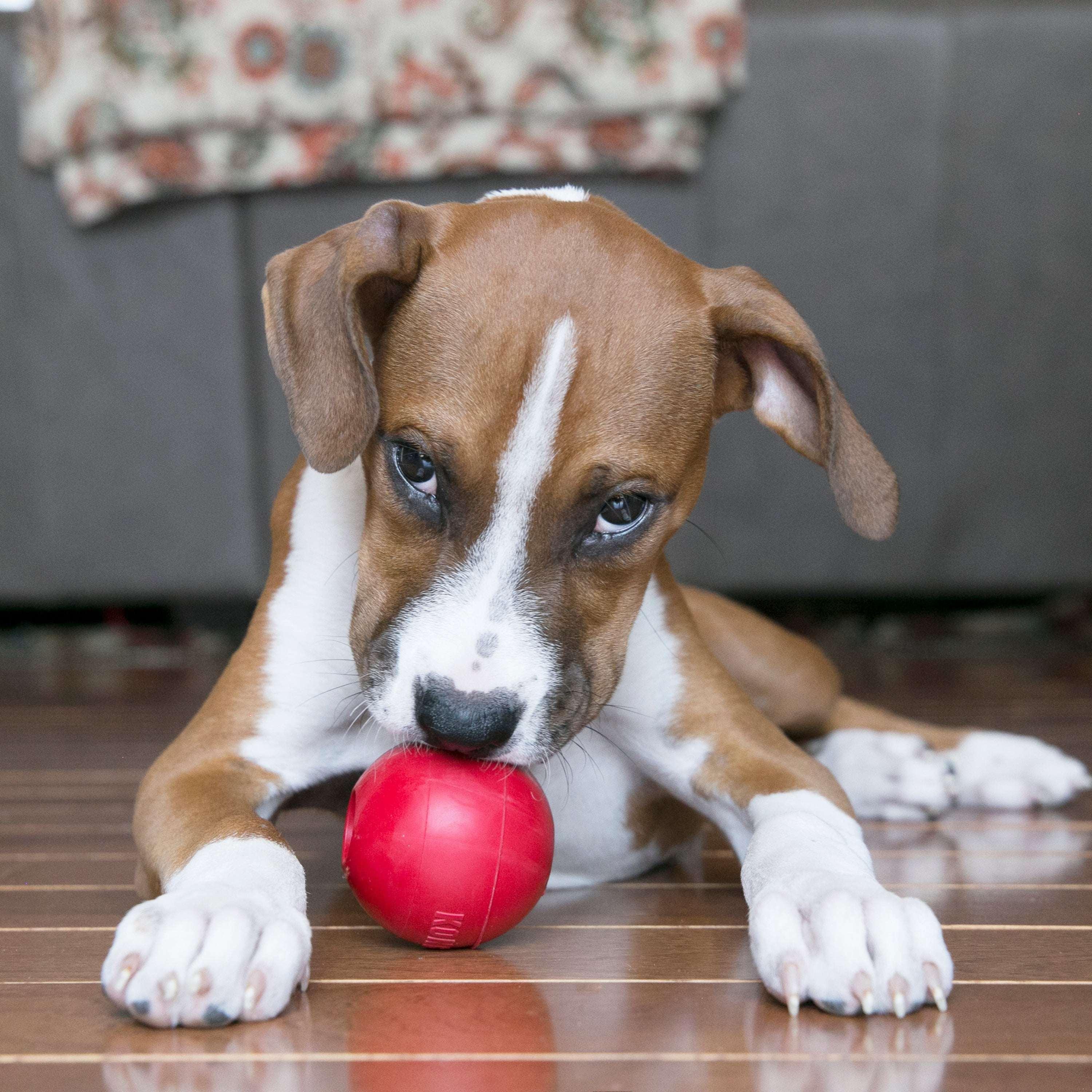 KONG® Ball Puncture Resistant Dog Toy for Average Chewers, Medium/Large, for Dogs Between 30-65 lbs