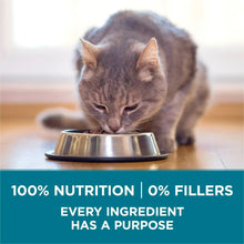 Cat eating from stainless bowl; dry cat food shown