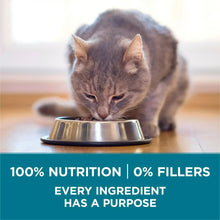 Dry cat food feeding scene with a cat drinking from a stainless bowl