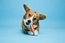 Dog lying down with Tuff Bone chew toy; orange ribbed textured center between paws.