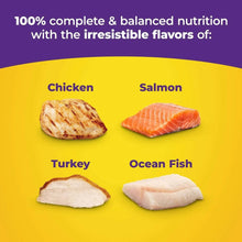 Dry cat food flavor pieces: chicken, salmon, turkey, ocean fish
