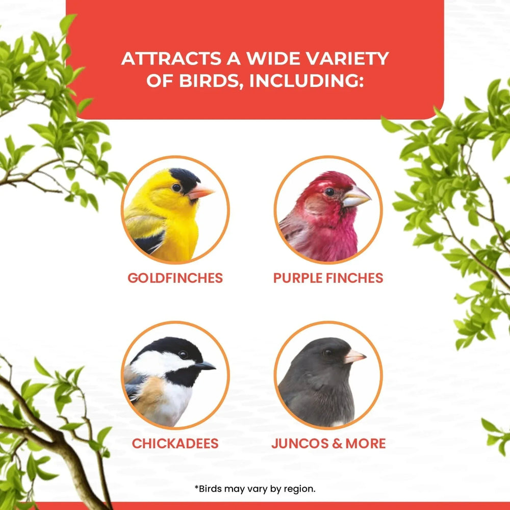 Vibrant Life Nyjer Thistle Seed Wild Bird Food for Finches, 10 lb Bag - USA MEGA SHOP